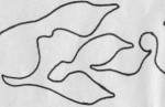 Dragon Tracks Border