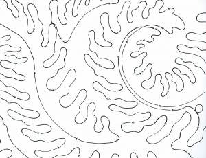 Fiddle Ferns