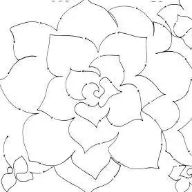 Desert Rose